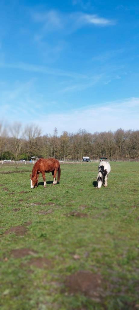 Stalling voor 1 paard, Dieren en Toebehoren, Stalling en Weidegang, Stalling, Weidegang