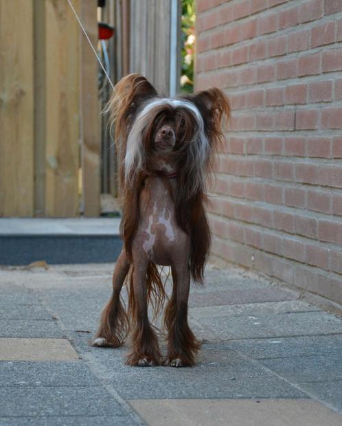 Raszuivere chinese naakthond Dekreu  (choco), Dieren en Toebehoren, Honden | Dekreuen, Reu, Particulier, Eén hond, Nederland, 3 tot 5 jaar