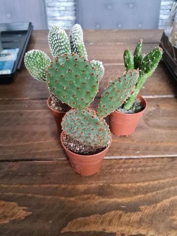 Cactussen te koop