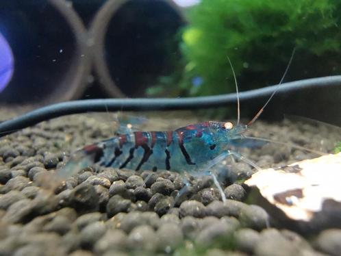 Blue Tiger Orange Eyes Garnalen - mid. Grade, Dieren en Toebehoren, Vissen | Aquariumvissen, Zoetwatervis, Kreeft, Krab of Garnaal