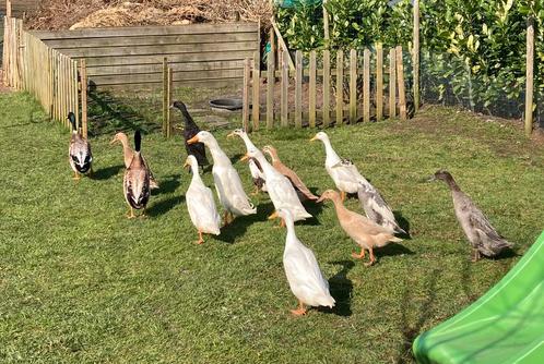 Broedeieren Indische loopeenden raszuiver alle kleuren, Dieren en Toebehoren, Pluimvee, Eend