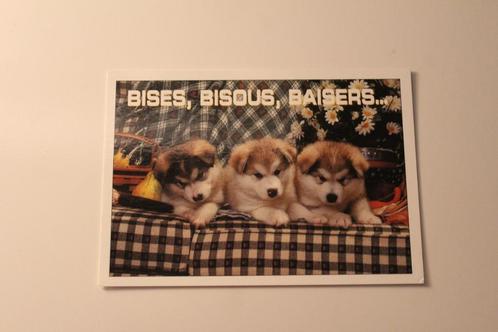 Honden Postkaart - 3 Alaska Malamute Pups, Sledehond France, Verzamelen, Ansichtkaarten | Dieren, Ongelopen, 1980 tot heden, Hond of Kat