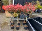 Photinia bollen op stam mooi groenblijvend