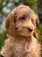 Fantastisch mooie abricot kleur Cockapoo pups! Goed verzorgd