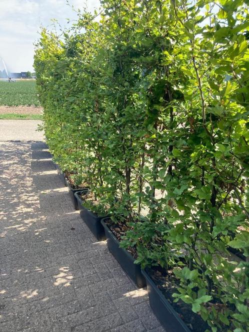 Beukenhaag kant-en-klaar, Fagus sylvatica, Tuin en Terras, Planten | Struiken en Hagen, Haag, Beukenhaag, 100 tot 250 cm, Ophalen of Verzenden