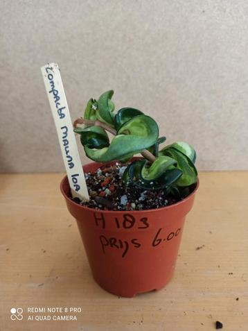 hoya compacta Mauna loa potmaat 8.5 nummer H183