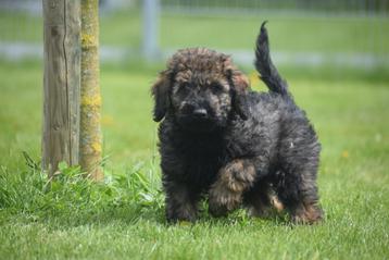 Poedel pups alle kleuren