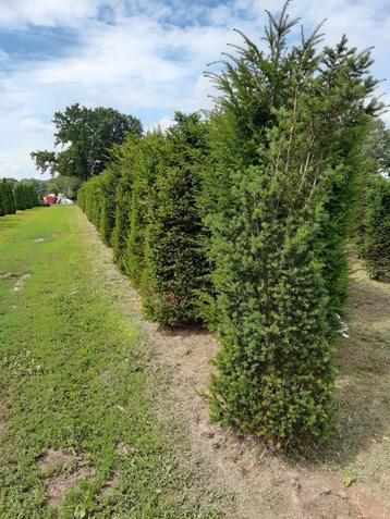 Taxus Baccata verschillende maten 