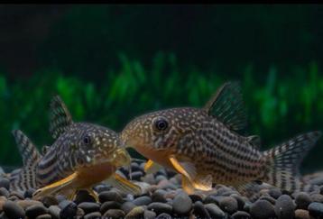 GEZOCHT volwassen sterbai corydora man 