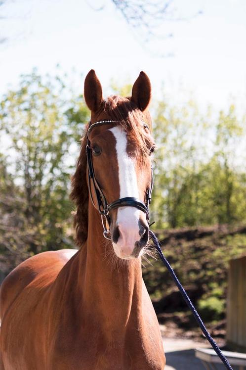 Knappe merrie (Innovatief x Manno), Dieren en Toebehoren, Paarden, Merrie, L, 160 tot 165 cm, 3 tot 6 jaar, Tuigpaard, Met stamboom