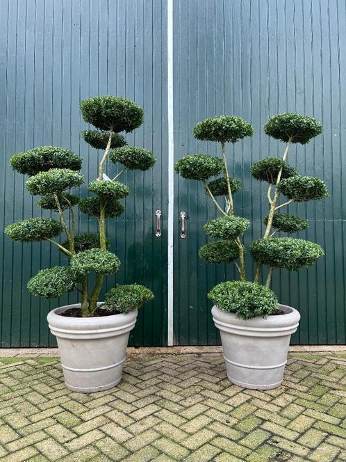 Prachtige set Bonsai's Ilex Crenata Maxima, Tuin en Terras, Planten | Bomen, Overige soorten, 100 tot 250 cm, Volle zon, Bloeit niet