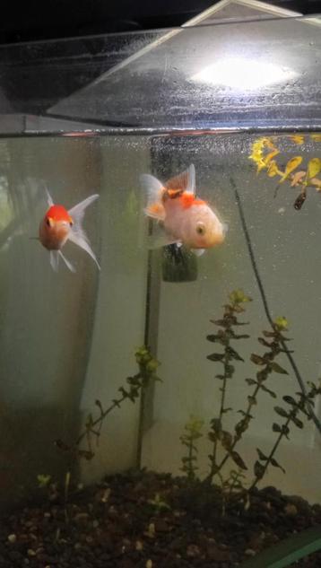 Goudvissen Leeuwenkop en sluierstaart