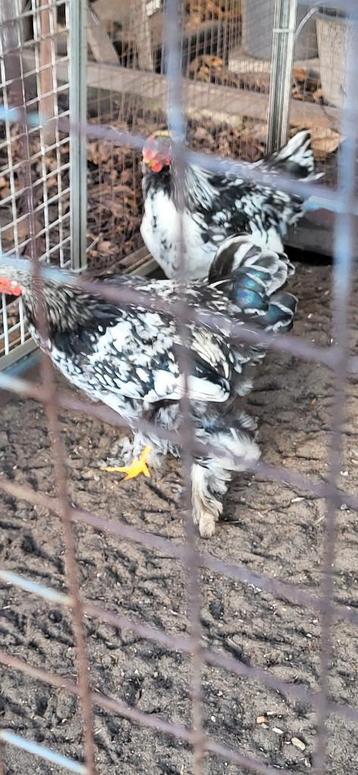 Gratis 3 gezonde hanen ophalen