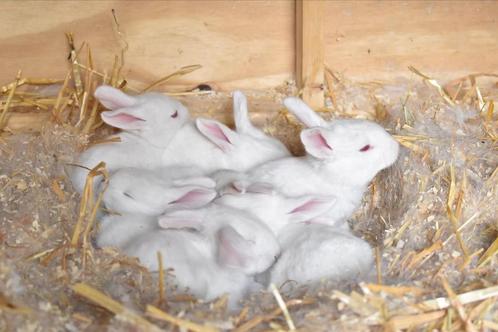 Baby konijntjes Vlaamse reus, Dieren en Toebehoren, Konijnen