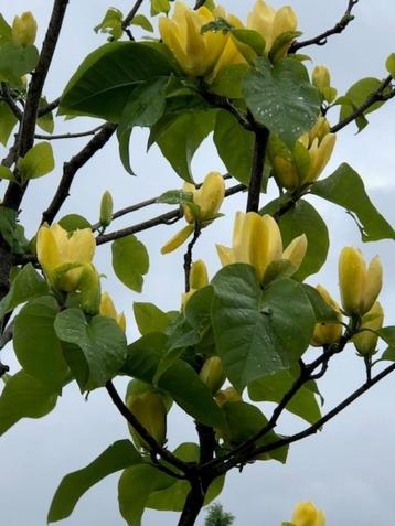 Magnolia 'Yellow Bird' grote boom, Prijs op aanvraag
