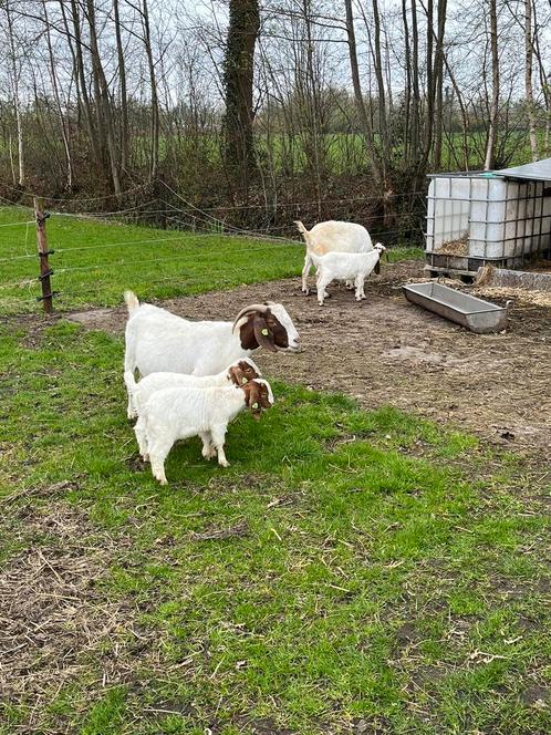 Mooie boergeiten te koop!, Dieren en Toebehoren, Schapen, Geiten en Varkens, Geit, Meerdere dieren