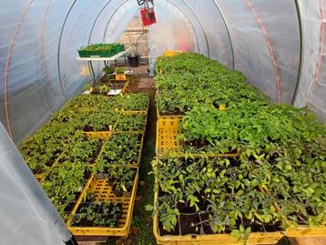 Tomaten plantjes tomaat