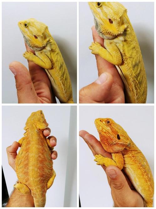 Super citrus morphs pogona vitticeps, Dieren en Toebehoren, Reptielen en Amfibieën, Slang, 0 tot 2 jaar