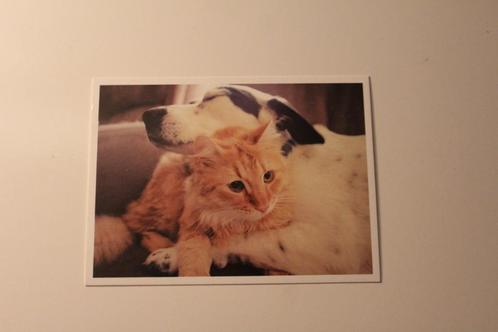 Honden Postkaart - Hond en roodkleurige Poes samen, Japan, Verzamelen, Ansichtkaarten | Dieren, Ongelopen, 1980 tot heden, Hond of Kat