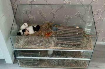 Duurzame Glazen Cavia flat, ook geschikt als kraamkamer