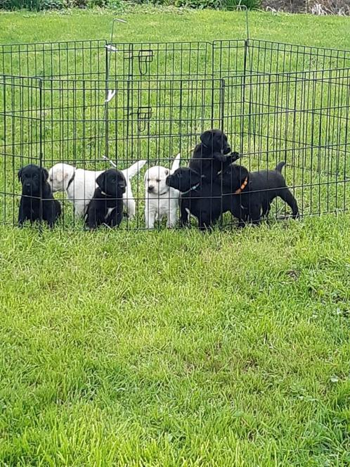 Lieve zwarte Labrador pups  2 stuks (reu), Dieren en Toebehoren, Honden | Retrievers, Spaniëls en Waterhonden, Meerdere dieren