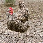 Noord Hollandse Blauwe | Rustige kippen, ingeënt en ontwormd