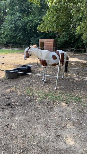 Gezocht ervaren ruiter