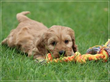 Vrolijke Cockapoo pups!