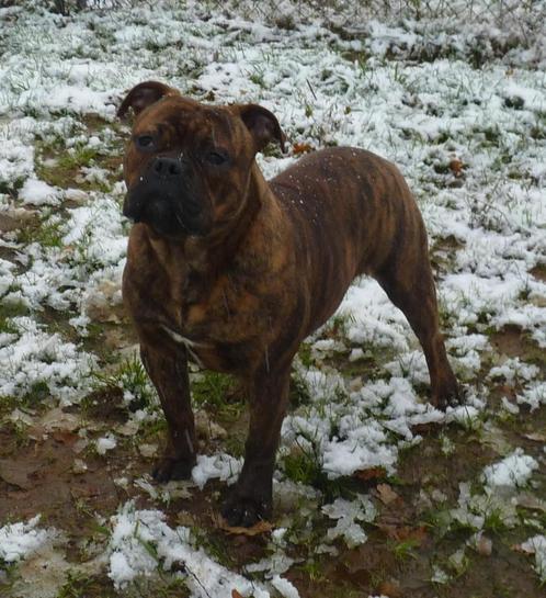 Amerikaanse Bulldog, Dieren en Toebehoren, Honden | Bulldogs, Pinschers en Molossers, Meerdere dieren, Bulldog, Particulier, Meerdere