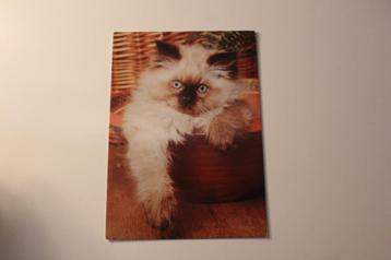 Katten Postkaart - Colourpoint Kitten, POPP FF 1819, Germany