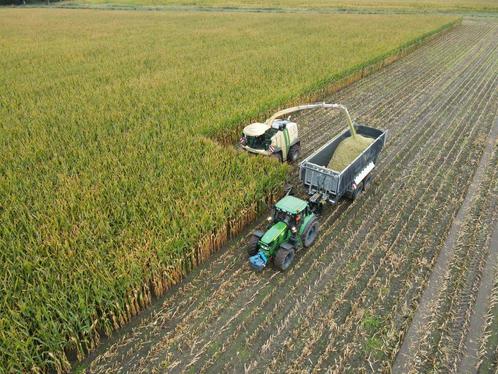 Mais, Snijmais, Kuilmais oogst 2023, te koop, Zakelijke goederen, Agrarisch | Veevoer, Verzenden