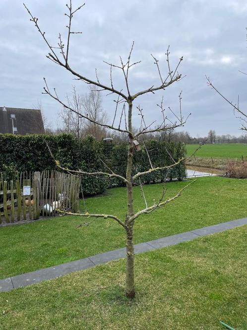 Fruitbomen in leivorm, Kers, Pruim en Stoofpeer, Tuin en Terras, Planten | Fruitbomen, Kersenboom, 250 tot 400 cm, Volle zon, Lente