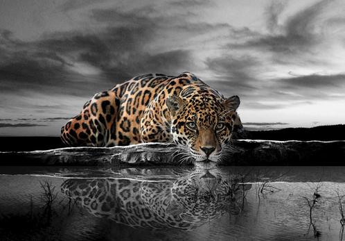 Jungle fotobehang Jaguar zwart-wit kleur, Muurdeco4kids, Huis en Inrichting, Stoffering | Behang, Wit, Zwart, Verzenden