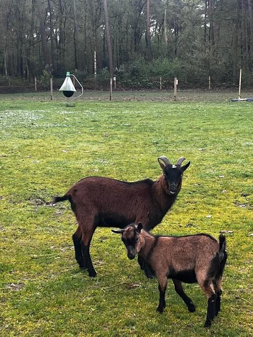 Grote dwerggeit, Dieren en Toebehoren, Schapen, Geiten en Varkens, Geit, Mannelijk, 0 tot 2 jaar