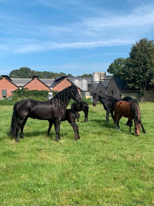 Opfok, Dieren en Toebehoren, Stalling en Weidegang, Opfok