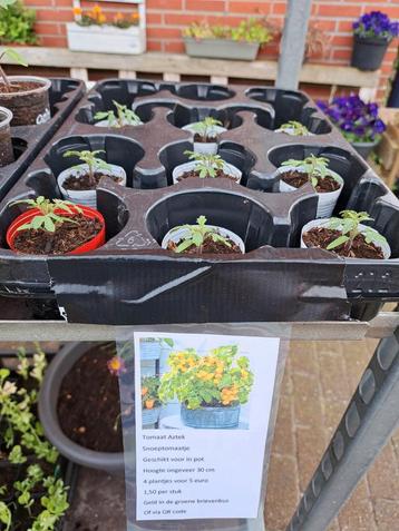 Vandaag tuinplanten en tomaten planten verkoop in Gieten