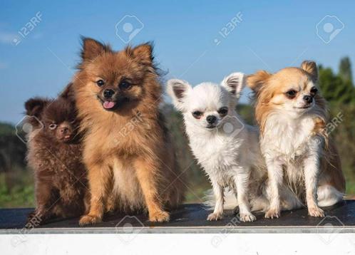 NETTE en LIEFDEVOLLE OPVANG OPPAS voor kleine honden Max. 2, Diensten en Vakmensen, Dieren | Honden | Verzorging, Oppas en Les