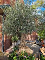 Grote dikke stam olijfbomen - grillige stam