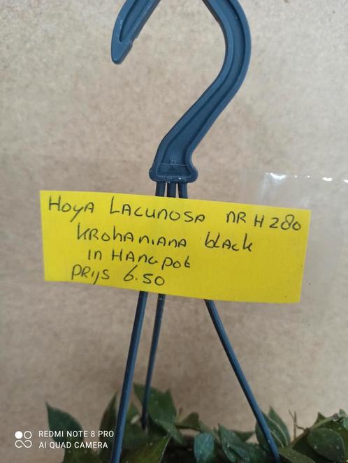 Hoya lacunosa krohaniana black in hangpot nummer H280, Huis en Inrichting, Kamerplanten, Overige soorten, Minder dan 100 cm, Halfschaduw