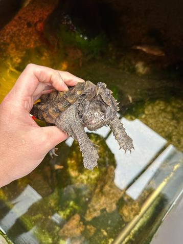 Alligator bijtschildpad (Macrochelys temminckii)