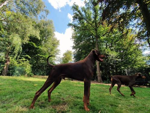 Dekreu: Dobermann met FCI stamboom & ervaring, Dieren en Toebehoren, Honden | Dekreuen, Reu, Particulier, Eén hond, België, 3 tot 5 jaar