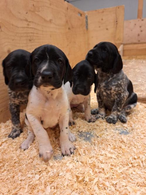 Duitse staande korthaar pups, zwartschimmel!, Dieren en Toebehoren, Honden | Setters en Staande honden, Meerdere dieren, Duitse Staande hond