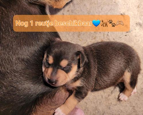 Prachtige raszuivere boerenfox puppy's! Nog 1 reutje..., Dieren en Toebehoren, Honden | Jack Russells en Terriërs, Meerdere dieren