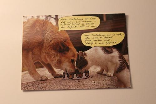 Katten Postkaart - Poes en Hond eten uit een Bak, Duitsland, Verzamelen, Ansichtkaarten | Dieren, Ongelopen, 1960 tot 1980, Hond of Kat