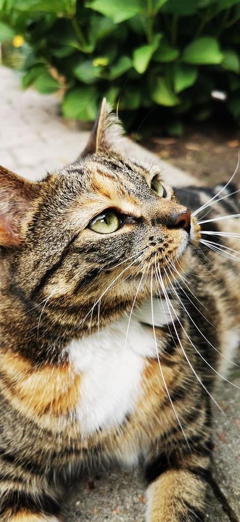 Lou zoekt eventueel een nieuw huisje, Dieren en Toebehoren, Katten en Kittens | Overige Katten, Poes, 6 jaar of ouder