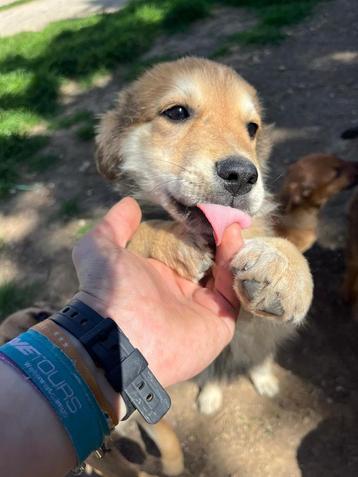 Lieve Simba zoekt een huisje 