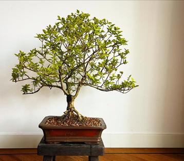 Grote bonsai in antieke handgemaakte Chinese pot