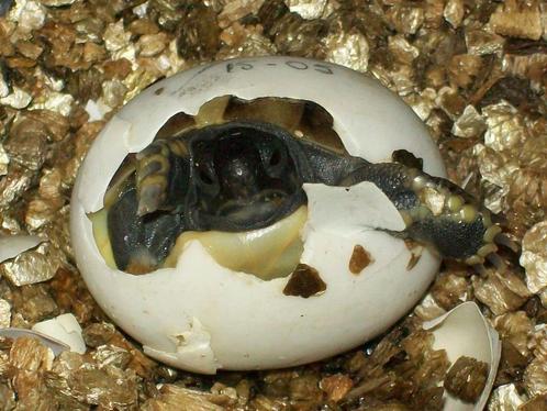 Schildpad nakweek 2023 !, Dieren en Toebehoren, Reptielen en Amfibieën, Schildpad, 0 tot 2 jaar, Tam