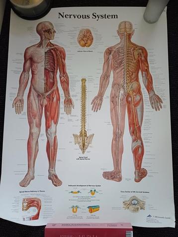 Medische wandplaat, nervous system