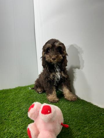  Cockapoo pups